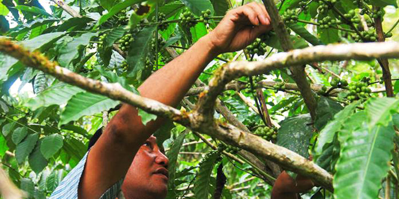 Pecinta Kopi Sejati, Wajib ke Kopi Robusta Pinogu, Kabupaten Bone