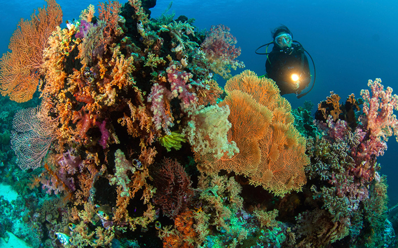 Spot Diving di Indonesia untuk Liburan Serumu - Wakatobi