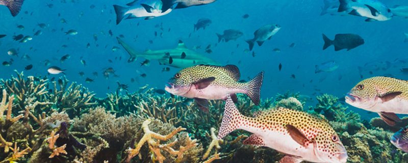 spot diving