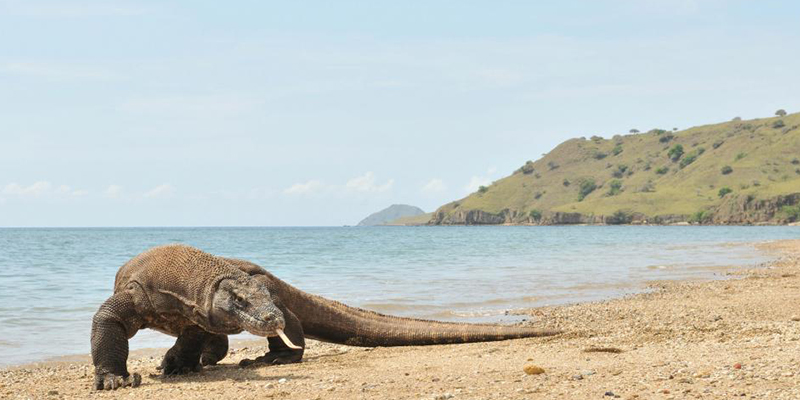 labuan bajo, pulau komodo