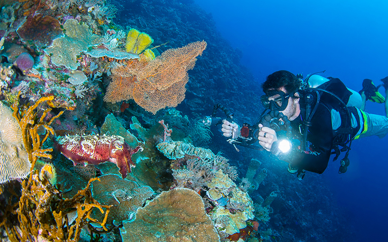 November: Menyelami Lautan Wakatobi