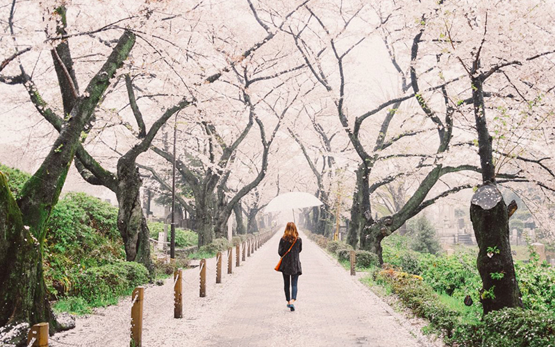 Bucket List April: Melihat Bunga Sakura Mekar di Osaka