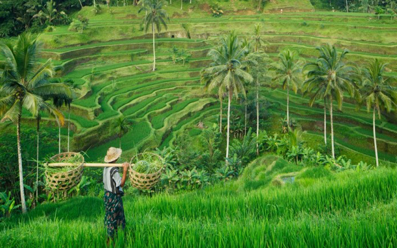 Fakta Pariwisata Indonesia - Ubud Jadi Destinasi Impian Para Milenial